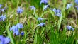 Blaustern und Biene