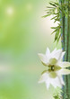 flore aquatique, décor relaxant