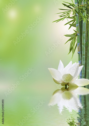 Fototapeta flore aquatique, décor relaxant