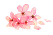 Bloom Apple-tree Flowers