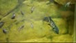 Aquarian fishes.