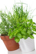 Potted herbs