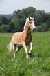 Beautiful haflinger running in freedom while eating grass