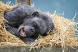 Sleeping Chimpanze