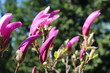Magnolia