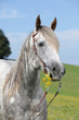 Portrait of quarter horse holding yellow flower