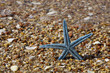 fondo de verano con estrellas de mar