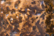 bronze metal