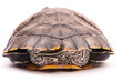 one Pond slider isolated on the white background
