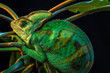 One Yemen chameleon