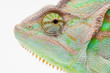 One Yemen muzzle chameleon