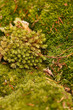 Moss