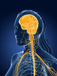 3d Rendered Medical Illustrati...
