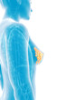 3d rendered medical illustration - mammary glands