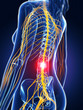 3d rendered medical illustration - backache