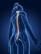3d rendered medical illustration - female nerves