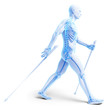 Illustration: 3d rendered medical illustration - nordic walking 3d rendered medical illustration - nordic walking