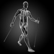 3d rendered medical illustration - nordic walking