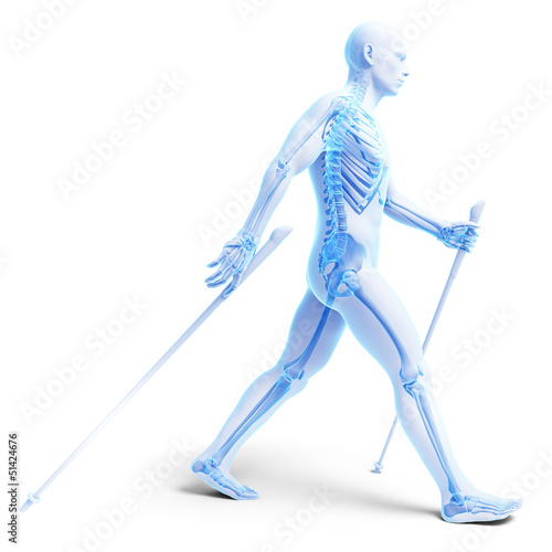 Illustration: 3d rendered medical illustration - nordic walking 3d rendered medical illustration - nordic walking