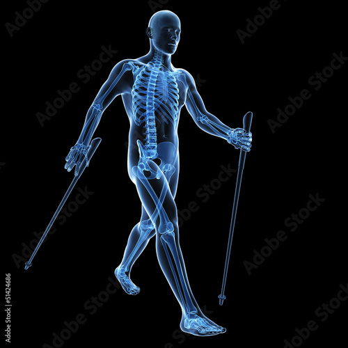 Illustration: 3d rendered medical illustration - nordic walking 3d rendered medical illustration - nordic walking