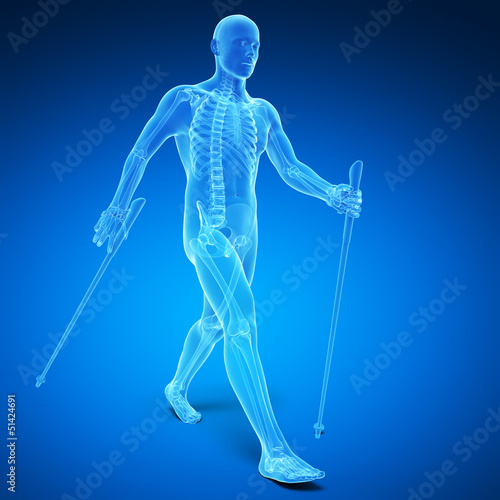 Illustration: 3d rendered medical illustration - nordic walking 3d rendered medical illustration - nordic walking