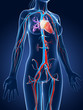 3d rendered medical illustration - female vascular system