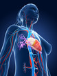 3d rendered medical illustration - female vascular system