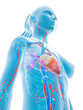 3d rendered medical illustration - female vascular system