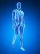 3d rendered medical illustration - walking guy