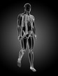 3d rendered medical illustration - walking guy