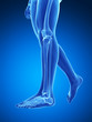 3d rendered medical illustration - bones of the legs