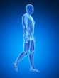 3d rendered medical illustration - walking guy