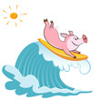 Cartoon pig Surfer