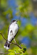 Eastern Kingbird