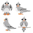 Cartoon pisgeons