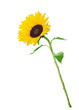 yellow sunflower
