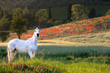 Tuscan horse in poppy field