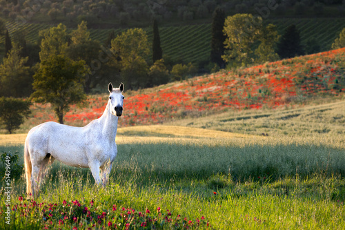 Photo: Tuscan horse in poppy field Tuscan horse in poppy field