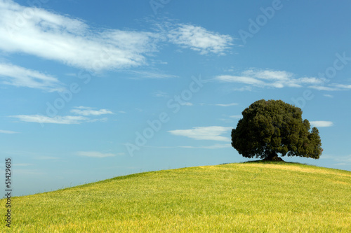 Photo: Oak tree in wheat field Oak tree in wheat field