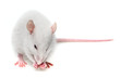 a white mouse on a white background
