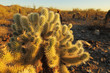 Sonoran desert landscape and cactus details
