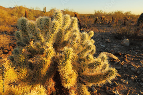 Photo: Sonoran desert landscape and cactus details Sonoran desert landscape and cactus details