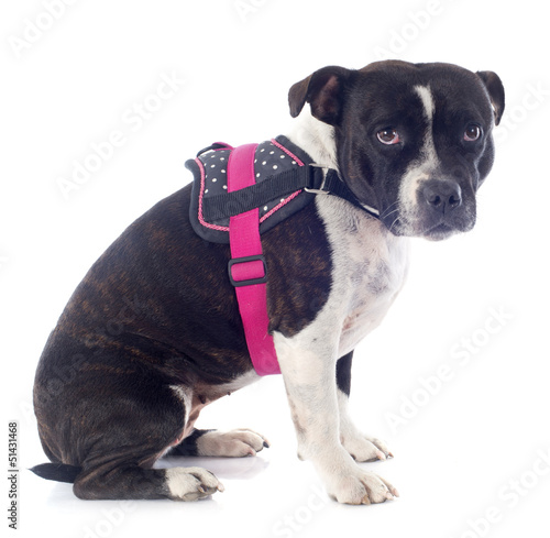 Photo: staffordshire bull terrier staffordshire bull terrier