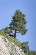 pine tree at mountain in turkey