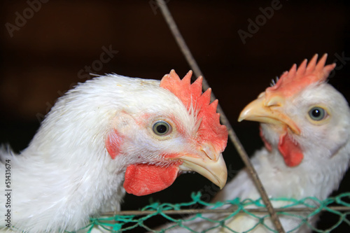 Photo: closeup of chicken's head in a chicken farm closeup of chicken's head in a chicken farm
