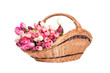 Tulips in the basket on a white background.