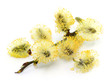 Foto: Pollen Pollen