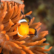 clownfish in marine aquarium