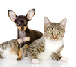 puppy lies on a striped cat. isolated on white