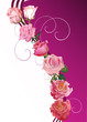 seven pink rose decoration